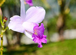 Orquídea